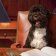Image for article titled The Onion Looks Back At The Life And Legacy Of First Dog Bo Obama